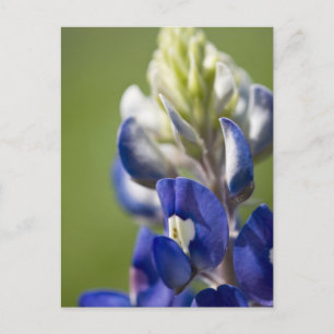 Bluebonnet Postcard