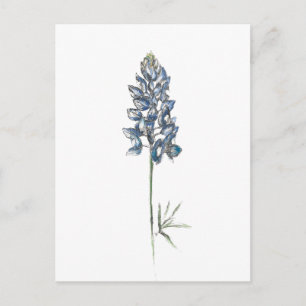 Bluebonnet Postcard