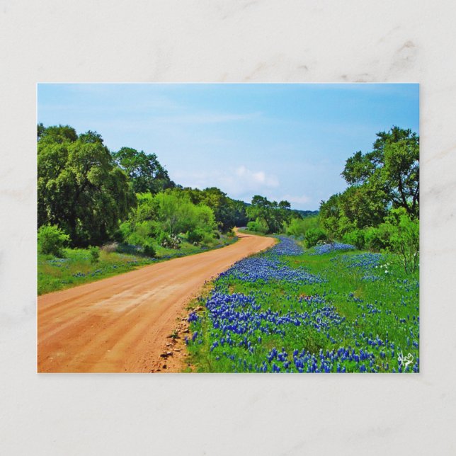 Bluebonnet Road, Willow City Loop, TX Postcard (Front)