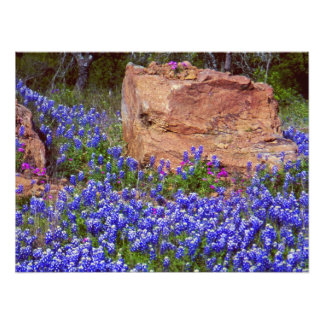 Bluebonnet Rock #2 Photo Print