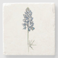 Bluebonnet