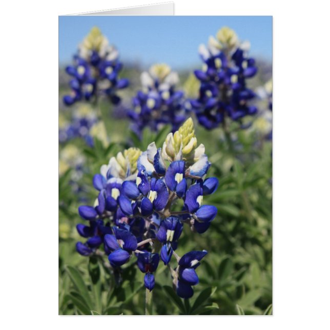 Bluebonnets (Devant)