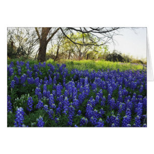Bluebonnets à la soirée