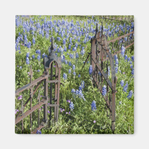 Bluebonnets and phlox surrounding cemetery gate magnet