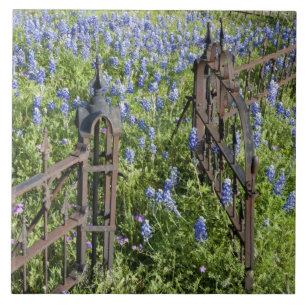 Bluebonnets and phlox surrounding cemetery gate tile