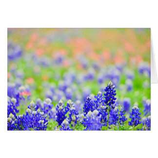 Bluebonnets at Evening