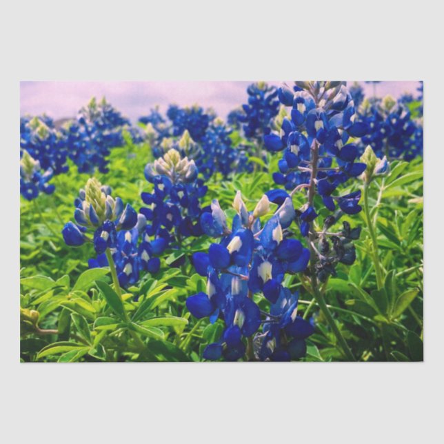 Bluebonnets Blue Floral Texas Texan Elegant Tissue Paper (Front)