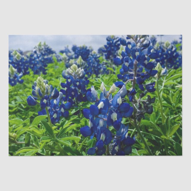 Bluebonnets Blue Floral Texas Texan Elegant  Tissue Paper (Front)