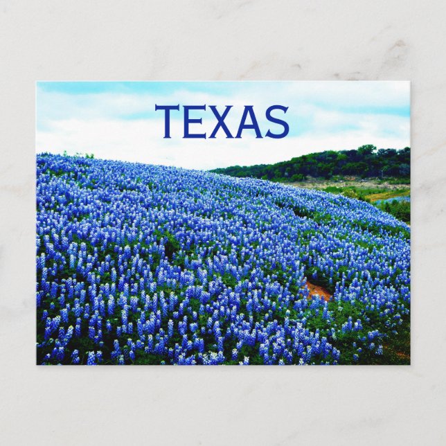 Bluebonnets Blue Flowers Texas Texan Floral Postcard (Front)