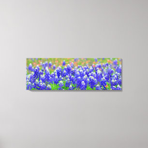 Bluebonnets Canvas Print