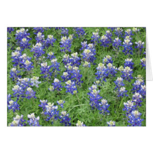 Bluebonnets dans un champ