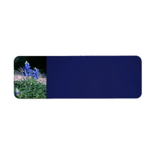 Bluebonnets de banc de sable