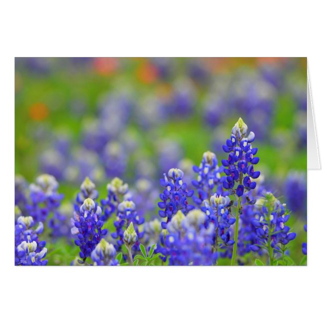 Bluebonnets de Texas (Devant horizontal)