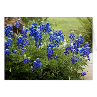 Bluebonnets du Texas