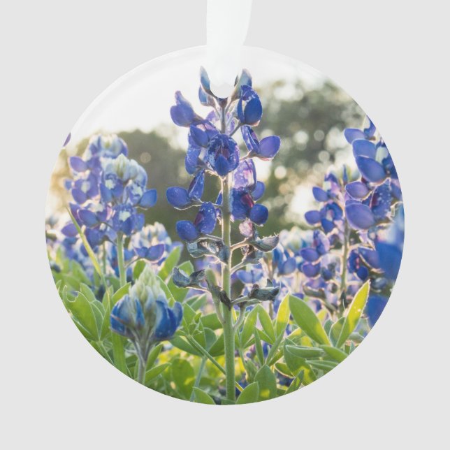Bluebonnets Fleurs bleues Texas Texan Lupine (devant)