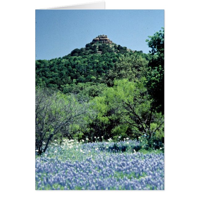 Bluebonnets, Llano, Texas, U.S.A. (Front)