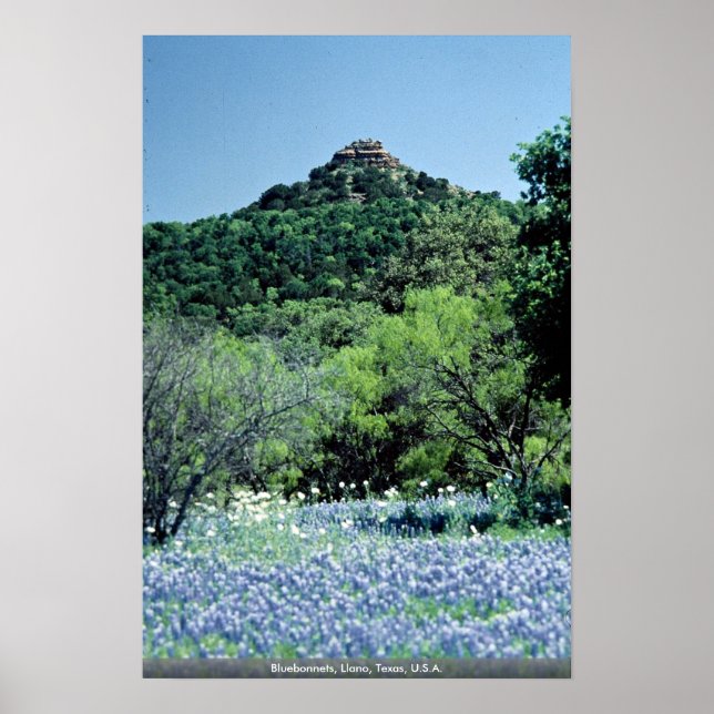 Bluebonnets, Llano, Texas, U.S.A. Poster (Front)