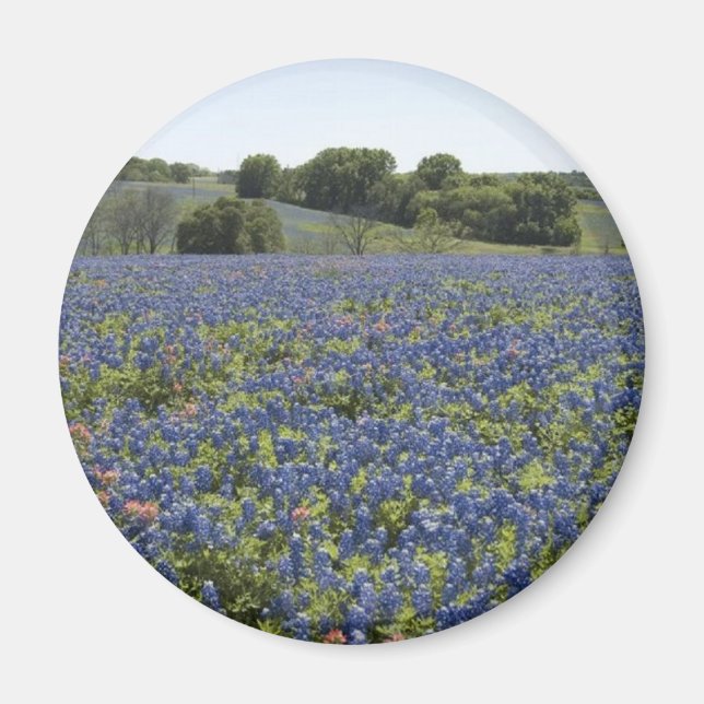 Bluebonnets Magnet (Front)
