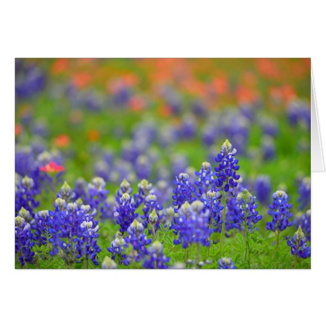 Bluebonnets mous de foyer (Devant horizontal)