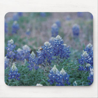 Bluebonnets Mouse Pad