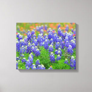 Bluebonnets of Spring Canvas Print