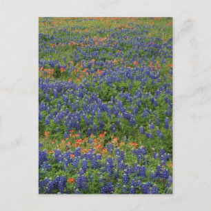 Bluebonnets Postcard
