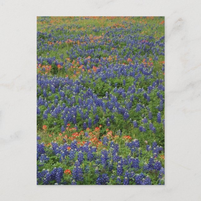 Bluebonnets Postcard (Front)