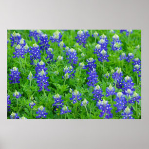 Bluebonnets Poster
