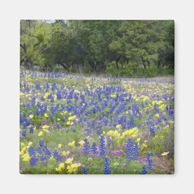 Bluebonnets, primrose, and phlox magnet (Front)