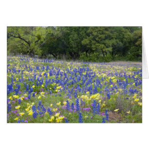 Bluebonnets, primrose et phlox
