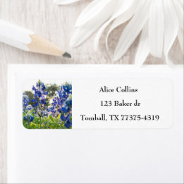 Bluebonnets Texas State Flowers Lupine