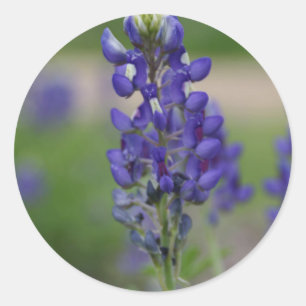 BlueBonnett Classic Round Sticker