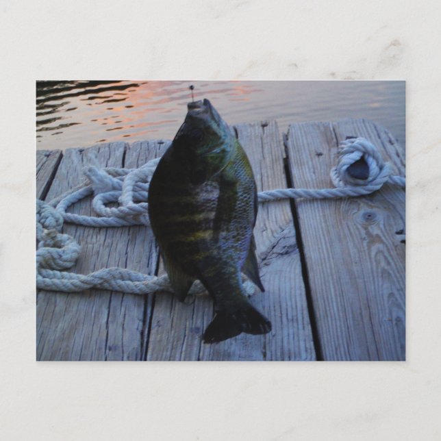 Bluegill at sunset Lake Arrowhead Postcard (Front)