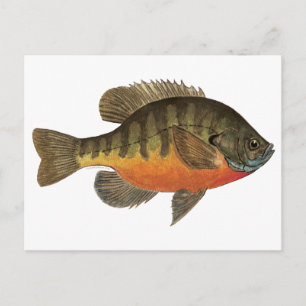 Bluegill Bream Postcard