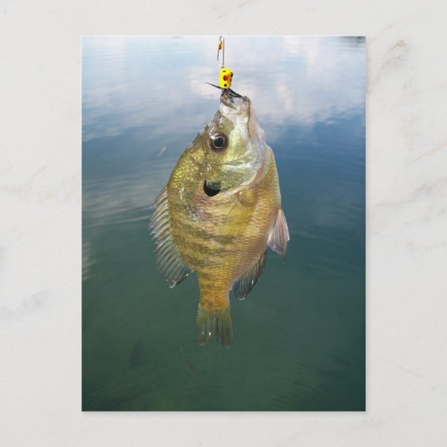 Bluegill Catch Postcard (Front)