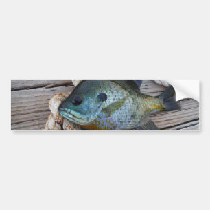 Bluegill fish on dock and rope bumper sticker