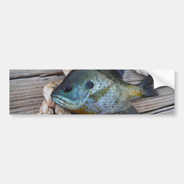 Bluegill fish on dock and rope bumper sticker (Front)