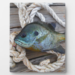 Bluegill fish on dock and rope plaque