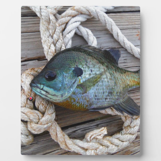 Bluegill fish on dock and rope plaque (Front)