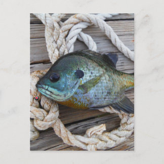 Bluegill fish on dock and rope postcard