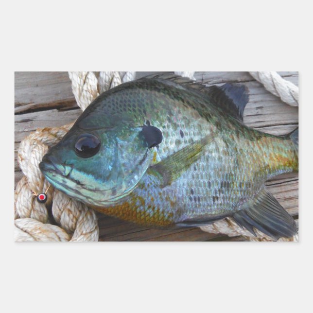 Bluegill fish on dock and rope sticker (Front)
