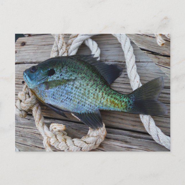 bluegill on dock postcard (Front)