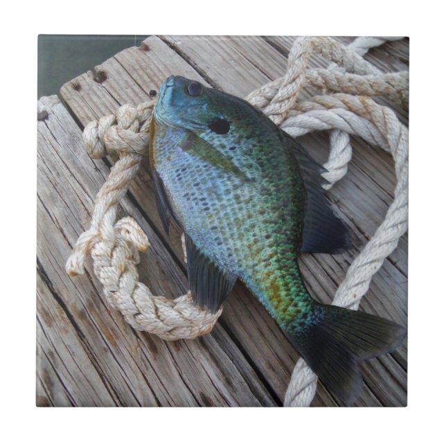 bluegill on dock tile (Front)