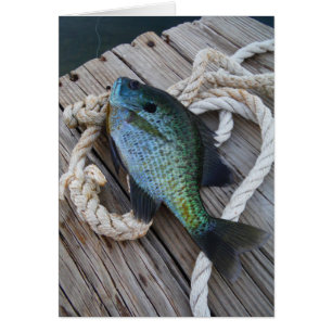 bluegill sur quai