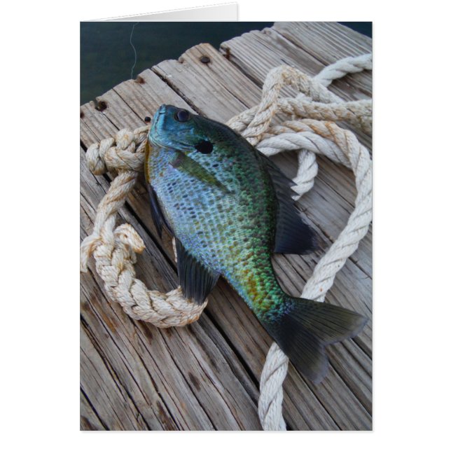 bluegill sur quai (Devant)