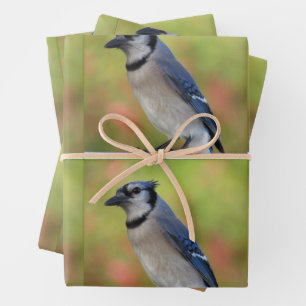 Bluejay - All Occasion Wrapping Paper Sheets