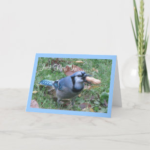 Bluejay Birthday Greetings Card