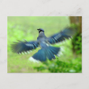Bluejay in Flight Postcard