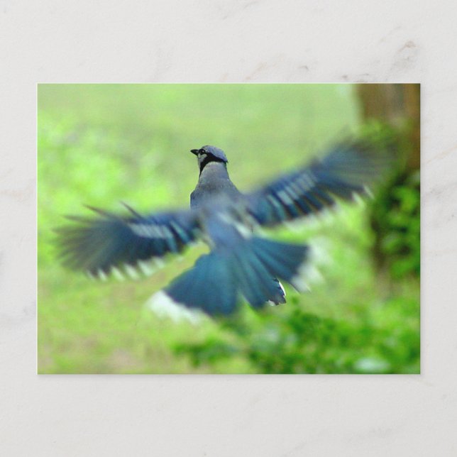 Bluejay in Flight Postcard (Front)
