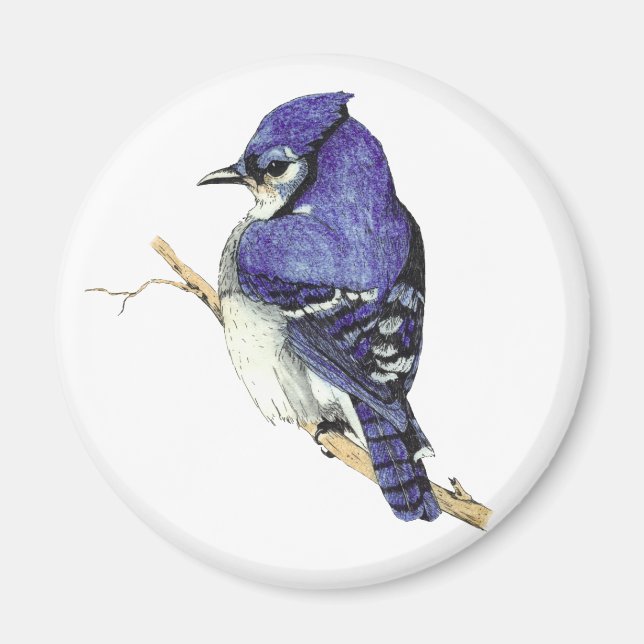 Bluejay Magnet (Front)